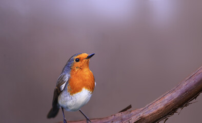 From the series the life of robins. A robin on a vine on a blurred brown background ...