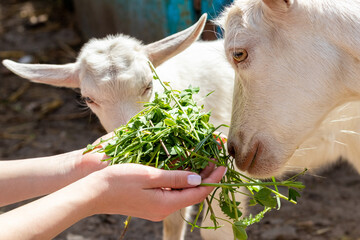 A woman holds a grass in her hands and feeds a goat and a small goat with grass. Caring for animals