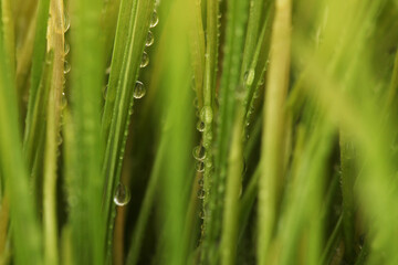 Fototapeta na wymiar Selective soft focus blur green grass with water drop. Nature horizontal background.