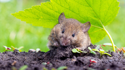 A small field mouse in the garden on the ground under a green leaf