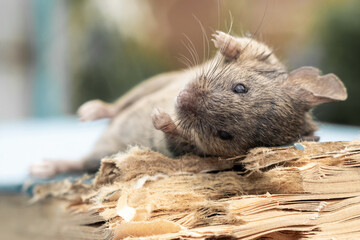 The mouse is lying on a bitten book. Mice are pests