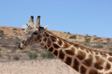 Giraffe in the Kgalagadi