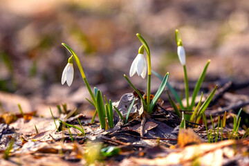 White snowdrops in the spring forest in sunny weather