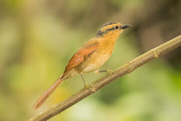 Fototapeta premium limpa-folha-de-testa-baia_Dendroma rufa