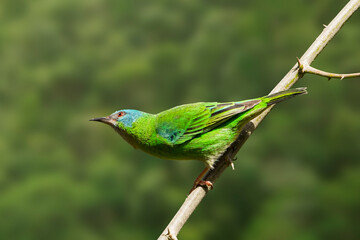 sai-azul_Dacnis cayana