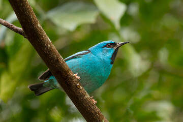 sai-azul_Dacnis cayana