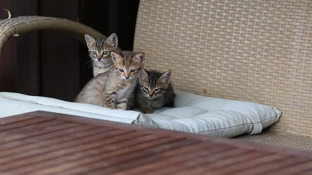 adorable grey and  white cat family sitting outside, looking at the camera. cute kitten family