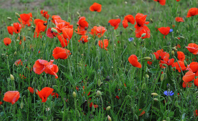 Beautiful meadow at sunset with red poppies.