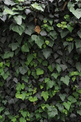 close up of green leaves