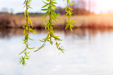 Willow branches with earrings by the river, copy space