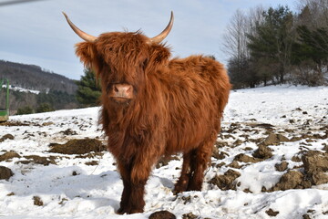Scottish Highlander