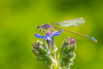 Macro shots, Beautiful nature scene damselfly.   