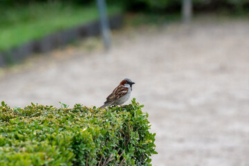 robin on a branch