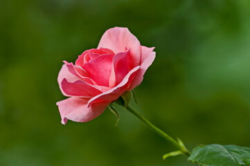 Fototapeta premium Photo of a rose bush with blooming pink color in a nature park, Sofia, Bulgaria 