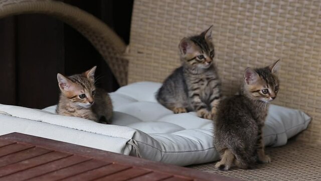 adorable grey and  white cat family sitting outside, looking at the camera. cute kitten family