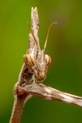 Close up of pair of Beautiful European mantis ( Mantis religiosa ).