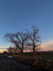 tree at sunset