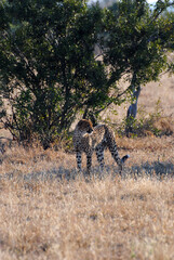 Cheetah in the sunset