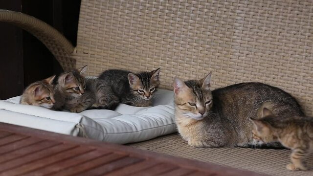 adorable grey and  white cat family sitting outside, looking at the camera. cute kitten family