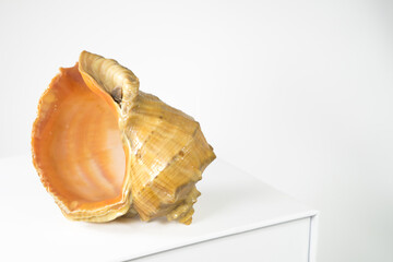 Empty sea shell rapana or large predatory sea snail on white table on white background. Copy space, isolated on white