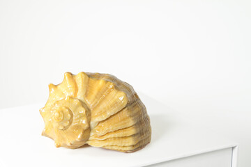 Empty sea shell rapana or large predatory sea snail on white table on white background. Copy space, isolated on white