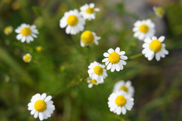 daisies in the garden