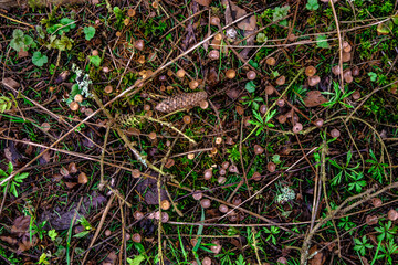 moss on the ground