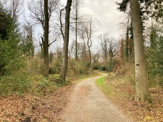 Obraz premium Winterwald / Winter Forrest Impressions