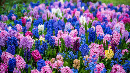 varity of multi-colored Hyacinthus orientalis in the garden