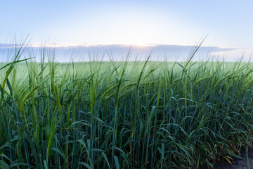 Fototapeta premium foggy dawn over a green rye field
