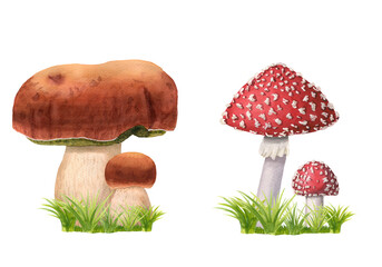 Set of hand-drawn watercolor mushrooms on grass. Edible and poisonous fly agarics, ceps with green herbs. Wild forest fungus isolated on white. Suitable for logo, menu, textile, decoration, education