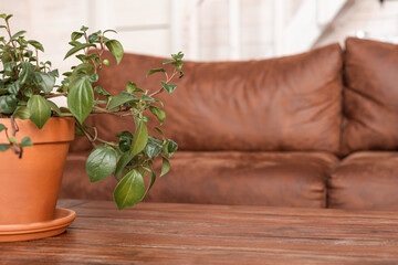 Old brown leather couch and plantin wooden house background. Aged orange sofa skin with pillows , interior in natural day light