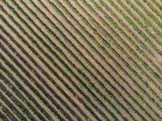 Rows of vineyards view from a height. Vitis nature background.
