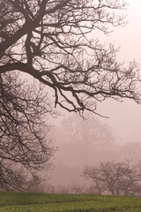 Detail of Hazy Countryside at Sunset in UK