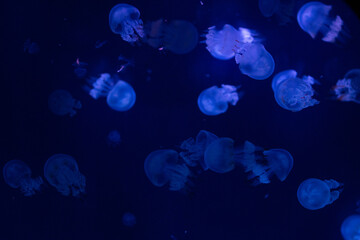 jellyfish in blue water