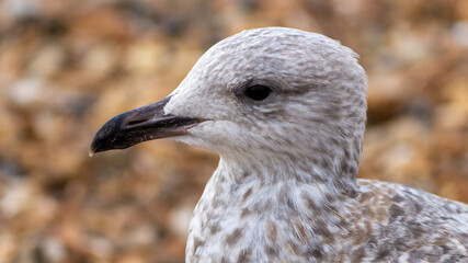 Saegull up Close