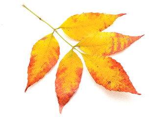 Yellow and red leaves isolated on white background
