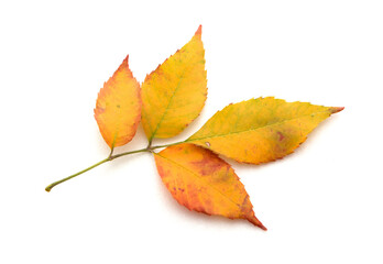 Yellow ash leaves isolated on white background.
