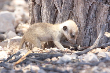 Meerkat in the Kgalagadi