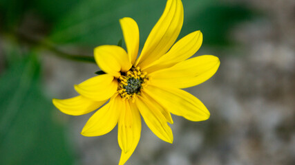 Yellow Flower