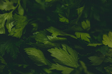 close up view of celery - dark green background