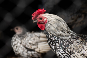 beautiful show decorative rooster in an aviary in a zoo