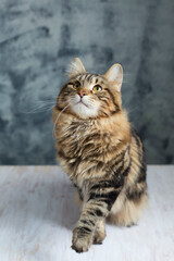 Fototapeta na wymiar Cute portrait of a cat with stripes, looking at viewer. Adorable domestic animal