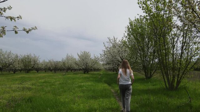 Girl walking alone in the park full of blooming fruit apple or pear trees, nature and human concept, blooming spring.