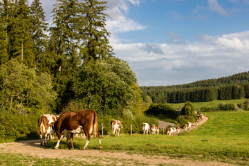 file de vaches rentrant à la ferme pour la traite du lait