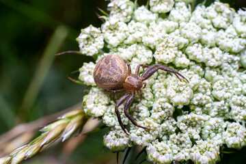 spider macro on spider web. photo taken in the mountains