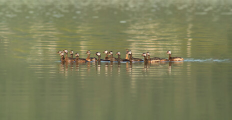 Mergulhão-de-orelha-branca