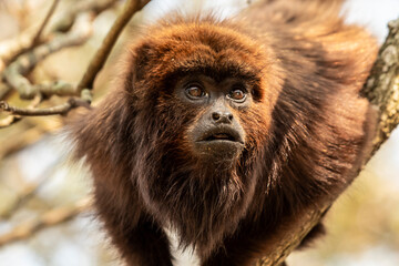 Alouatta guariba Bugio-Ruivo