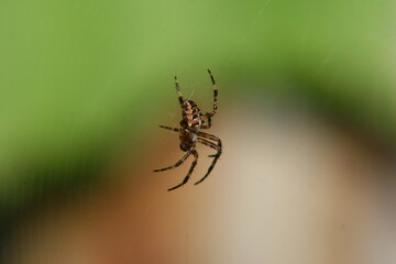 Spider   