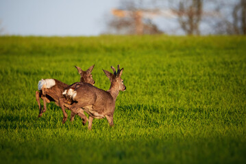 Roe deer male and female running on field ( Capreolus capreolus ). European roe